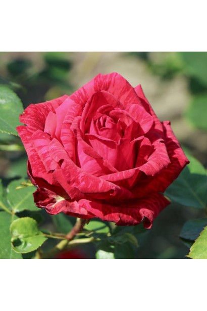 Смугаста червоно-бордова троянда Red Intuition в розквіті